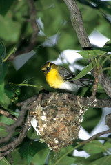 Yellow-throated Vireo (Vireo flavifrons) adult feeding nestlings, Marion County, Illinois