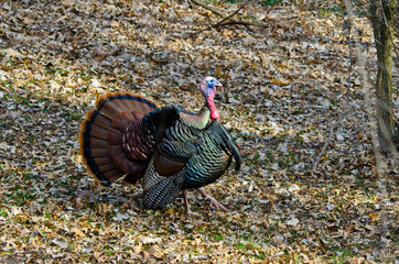 USA, Minnesota, Mendota Heights, Wild Turkey, Displaying