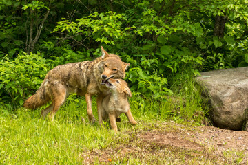 USA, Minnesota, Minnesota Wildlife Connection. Captive coyote adult and pup greeting. Credit as: Cathy & Gordon Illg / Jaynes Gallery / DanitaDelimont.com