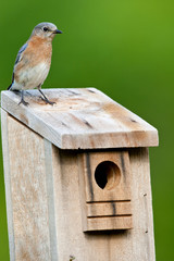 Eastern Bluebird (Sialia sialis) female on nest box, Holmes, Mississippi, USA.