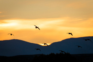 Geese flying in at sunset, Bosque del Apache NWR, New Mexico