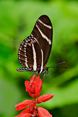 Postman Butterfly, Heliconius melpomene, White River Gardens State Park, Indianapolis