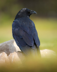 Common Raven, Corvus corax, West Yellowstone, Montana, wild