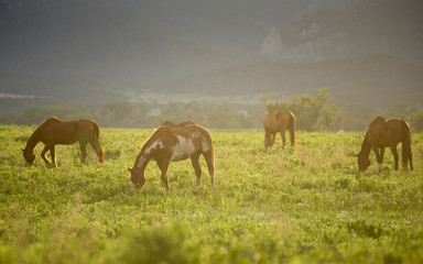 Philmont Scout Ranch horses at pasture before sunset. Cimarron, New Mexico