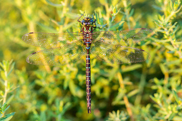 Shadow Darner (Aeshna umbrosa) male (Marion County, Illinois