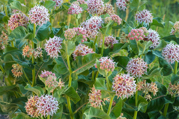 Milkweed flowering at Makoshika State Park in Glendive, Montana, USA