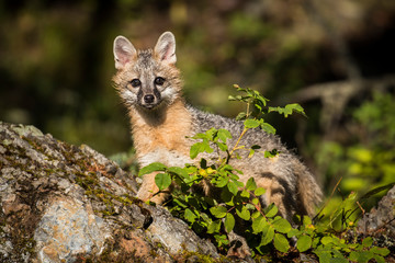 Glacier National Park, Montana. Grey Fox