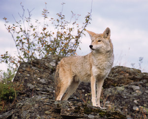 USA, Montana, Kalispell. Coyote at Triple D Game Farm. Credit as: Marie Bush / Jaynes Gallery / DanitaDelimont.com