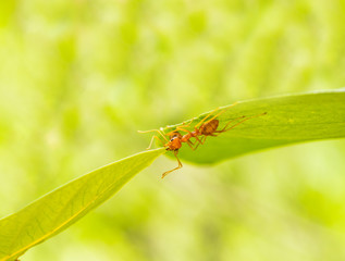 Ants use the mouth to bite the leaves to make a bridge