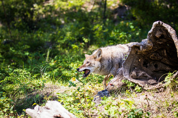 Glacier National Park, Montana. Coyote