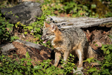 Naklejka na ściany i meble Glacier National Park, Montana. Grey Fox