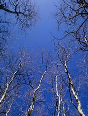 USA, Nevada, Great Basin National Park, Leafless quaking aspen (Populus tremuloides) reach skyward.