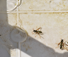 Wasps Polistes drink water