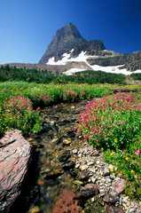North America, USA, Montana, Glacier National Park. Wild flowers and Mount Reynolds