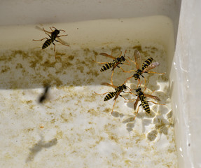 Wasps Polistes drink water