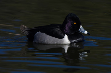 USA, NM, Socorro, Ring-Necked Duck (Aythya collaris)