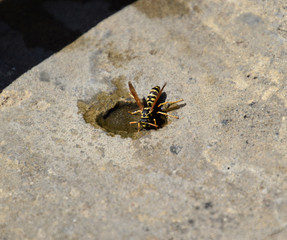 Wasps Polistes drink water