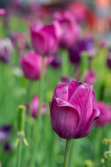 New York. Purple tulips.