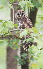 Louisiana, near Vacherie, Barred Owl (Strix varia)