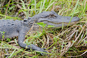 Louisiana, New Orleans, Lafitte. Jean Lafitte National Historical Park - Barataria Preserve. American alligator (Alligator mississippiensis).