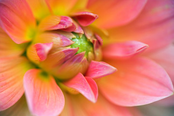 Fototapeta na wymiar Close-up of Dahlia flower, Dahlia spp. Rockport, Maine