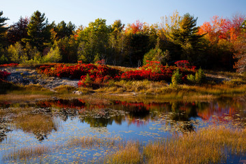 USA, Acadia National Park, Maine. Red blueberry bushes along Duck Brook Pond.