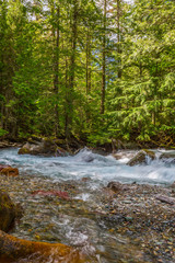 Obraz premium Forest Stream, Glacier National Park, rocks