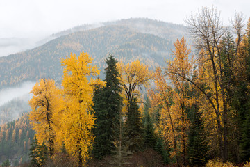 Fototapeta premium Montana, Lolo National Forest, trees in fog