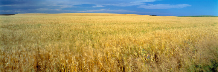 USA, Nebraska, Dawes County. Ripe wheat fields sway under a stormy sky in Dawes Country, Nebraska.