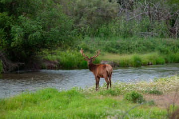 Young bull elk (Cervus canadensis) in the National Bison Range, Montana