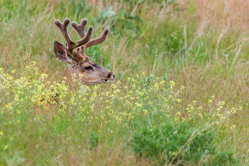 Fototapeta premium Mule Deer (Odocoileus hemionus)resting in wildflowers in National Bison Range, Montana