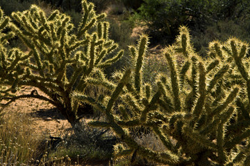 Jumping cholla, Red Rock Canyon National Restoration Area, Nevada, USA.