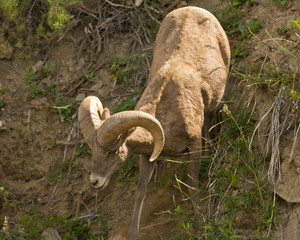 Male Big Horn Sheep, Rescue Creek, Yellowstone National Park, Montana, USA