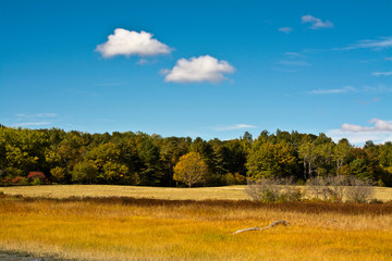 Early autumn, marsh grass, Maquoit Landing, Wharton Point, Brunswick, Maine, USA