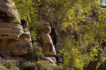 Rock formations and trees, Red Rock Canyon National Conservation Area, Nevada, USA.