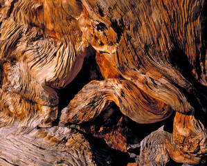 USA, Nevada, Great Basin NP. The beautifully twisted trunk of a bristlecone pine seems almost an...