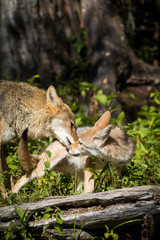 Glacier National Park, Montana. Coyote