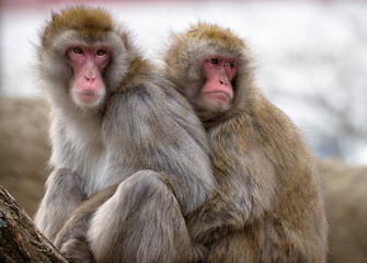Naklejka premium Two Japanese macaques huddling at the Cincinnati Zoo.
