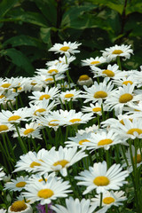 Fototapeta premium U.S.A., Massachusetts, Boylston, Tower Hill Botanic Garden, daisies
