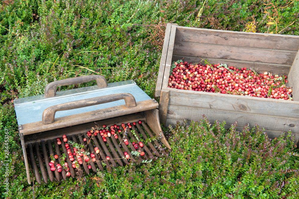 Poster USA, Massachusetts, Wareham, cranberries