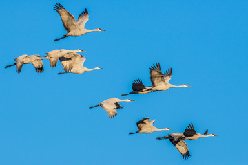 Sandhill Cranes flying in formation near Bosque de Apache National Wildlife Refuge