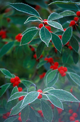 North America, United States, New England. Holly Berries with frost.