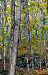 North America, United States, New Hampshire. Trees at White Mountain National Park.