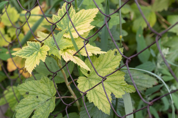 Branch of a currant Bush with leaves in the garden close-up behind the netting. Beautiful natural background.