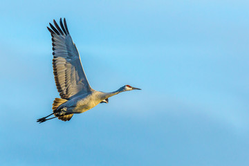 USA, New Mexico, Socorro, Bosque del Apache. Greater sandhill crane flying (Antigone canadensis)