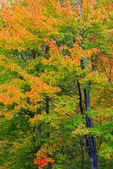 Michigan, Houghton County, tree with fall color