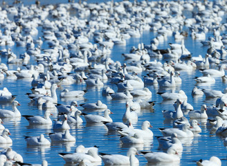 A gaggle Ross's geese in freshwater pond, Bosque del Apache NWR, New Mexico