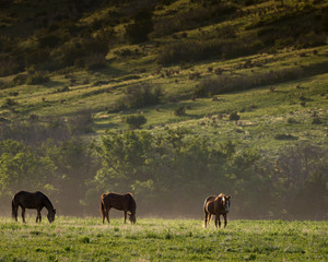 Horses grazing, Philmont Scout Ranch, Cimarron, New Mexico