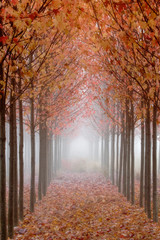 Fototapety  USA, Oregon, Dolina Willamette. Rzędy jesiennych klonów tworzą ścieżkę we mgle.