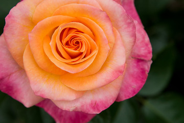 New York, Colorful pink and yellow rose.